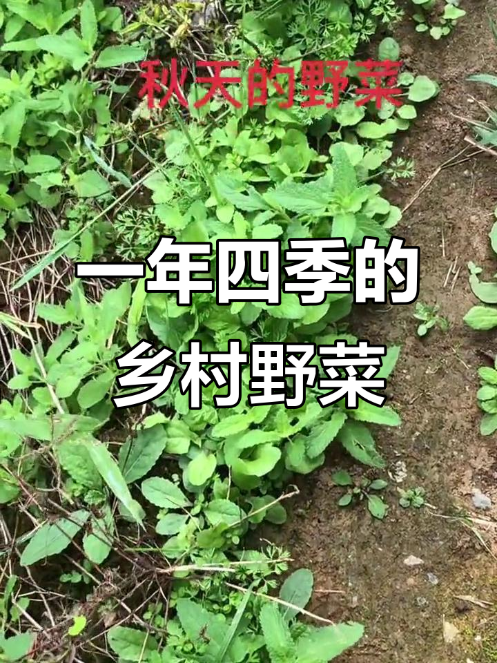 农村四季野菜大揭秘,你能叫出它们的名字吗?