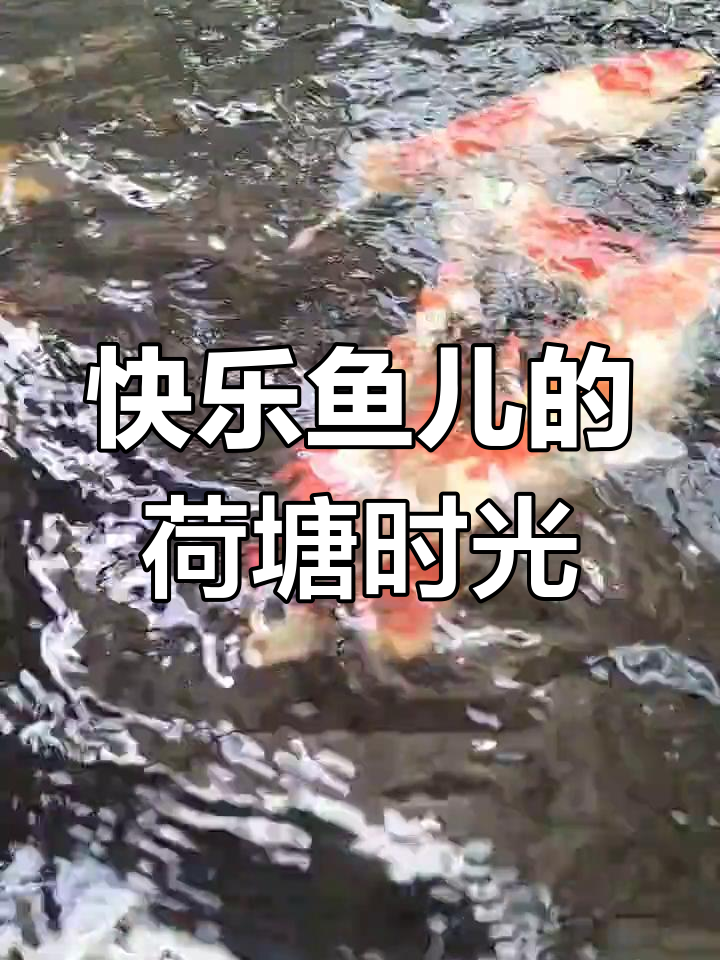 鱼儿自由游动,荷塘美景尽收眼底