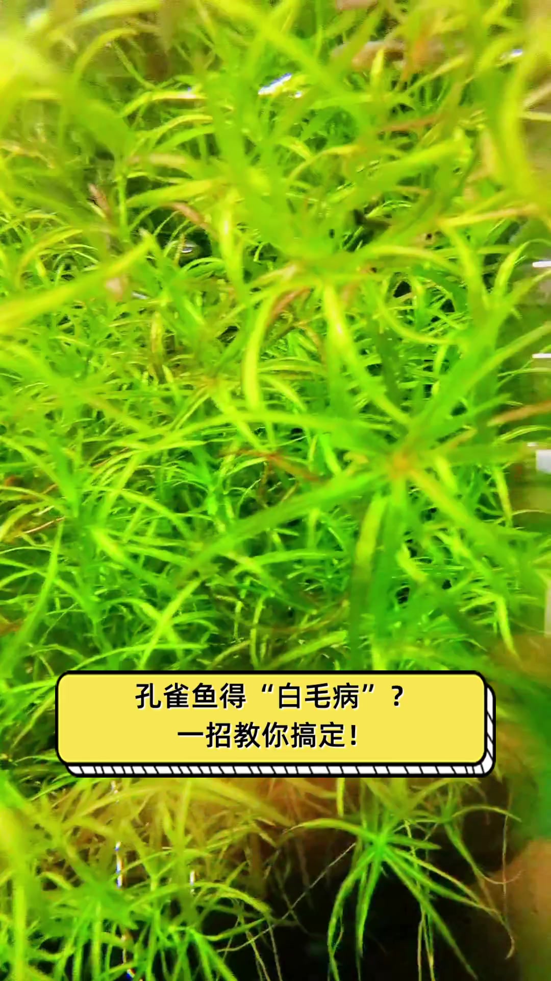 孔雀鱼得“白毛病”?一招教你搞定!