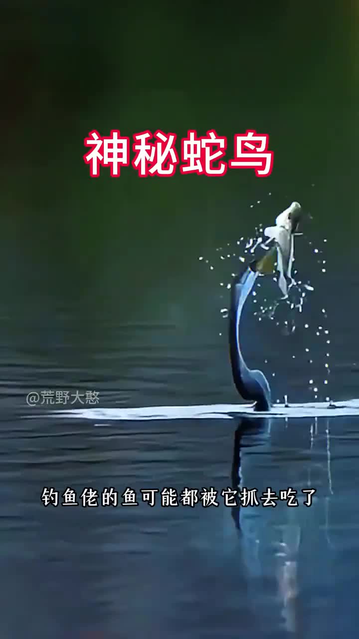 蛇鸟抓到鱼之后先把鱼身插一个洞再吃