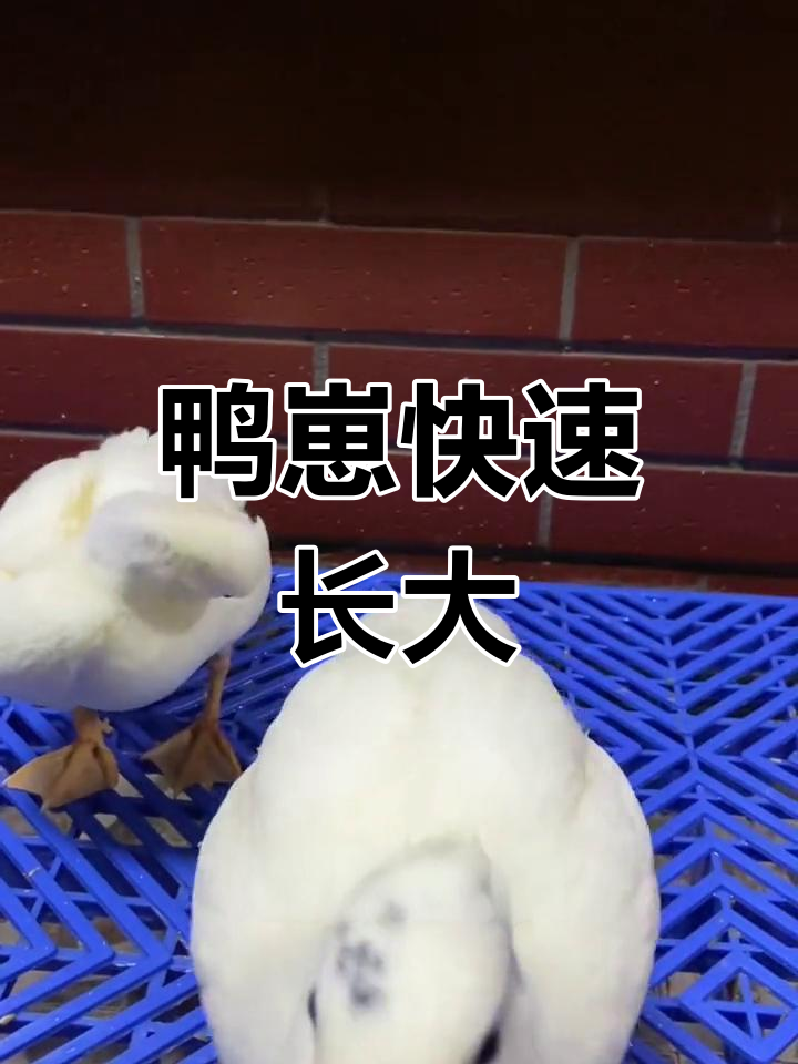小鸭子飞速成长,一个月已近成年大小!