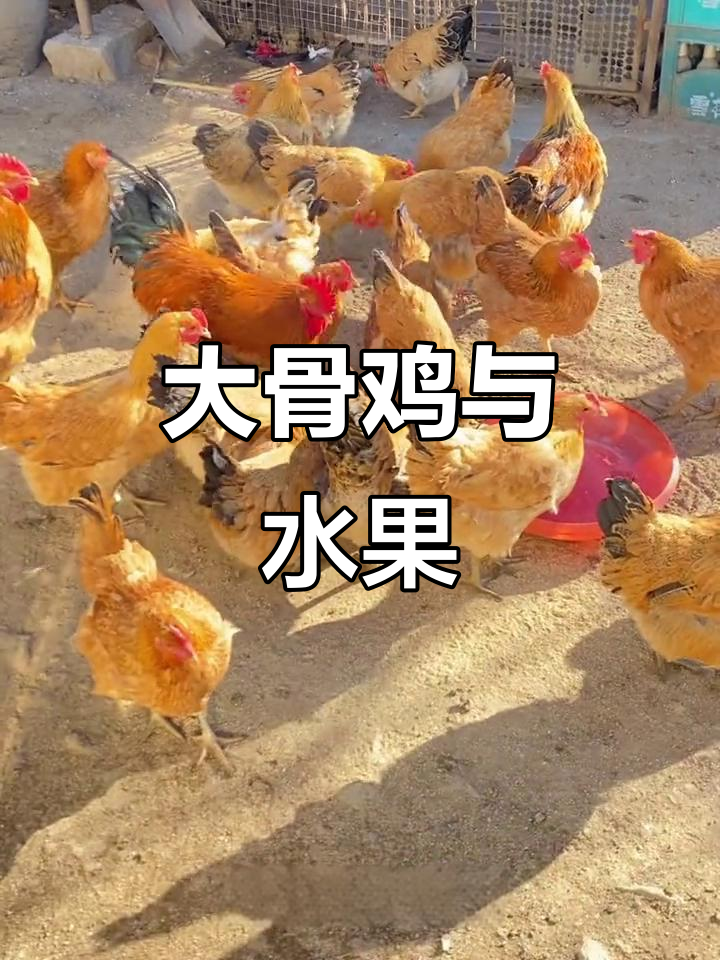 母鸡们爱吃梨，家里大骨鸡成群，真是有趣又可爱！