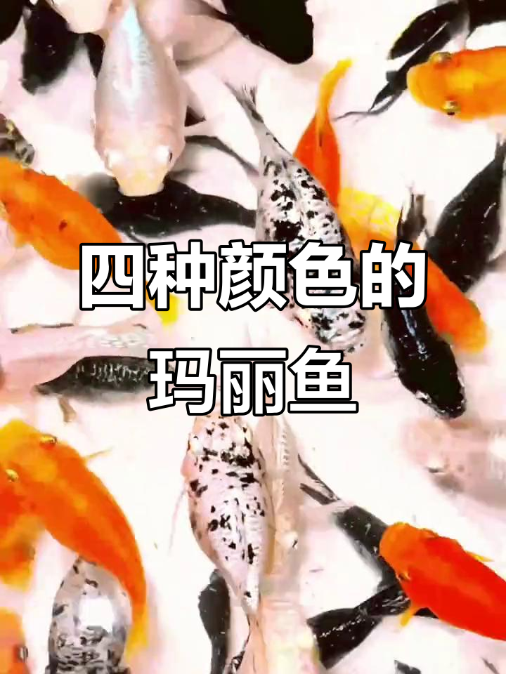 玛丽鱼有四种颜色?金色、白色、黑色和斑点,你都知道吗?