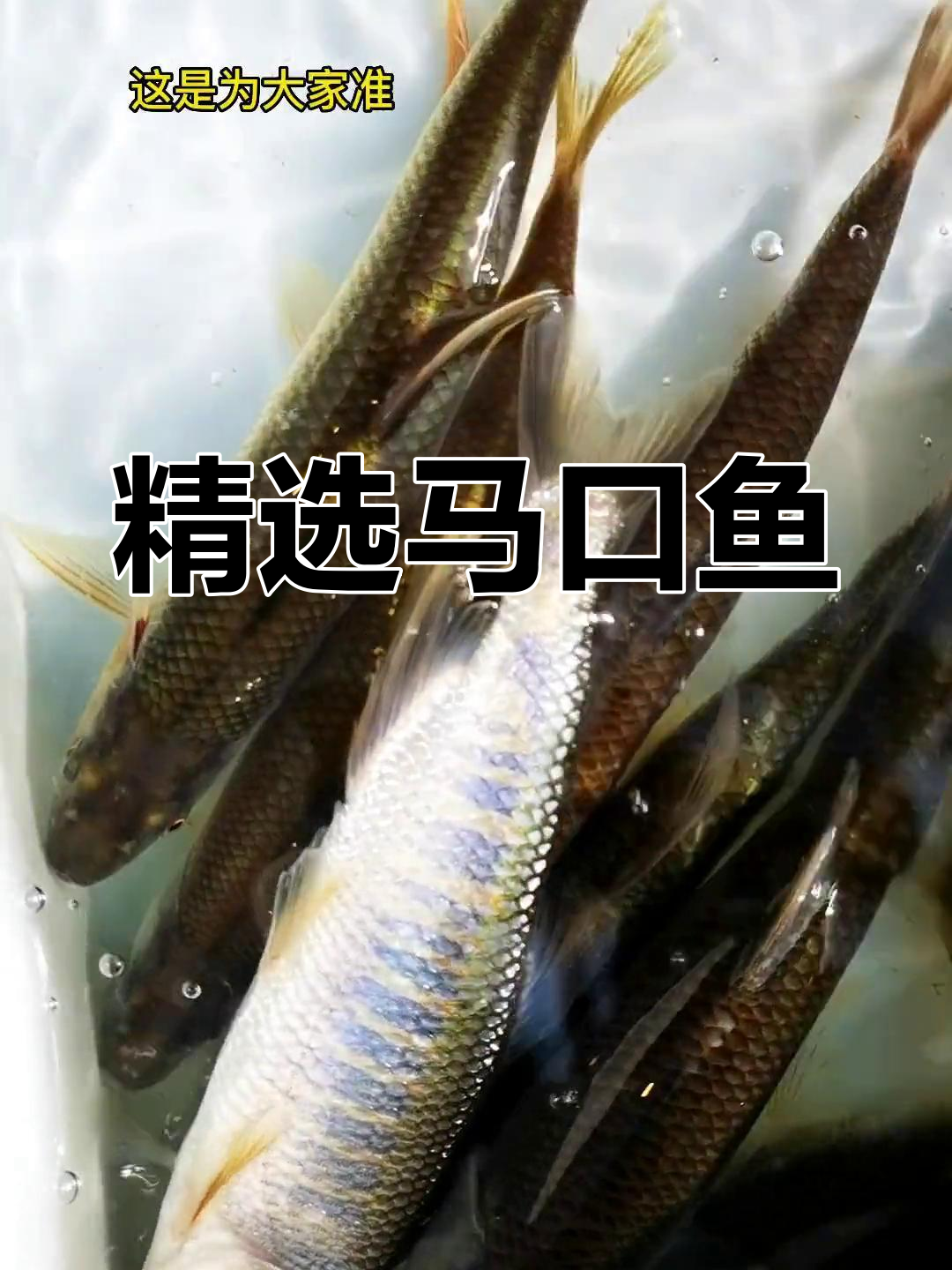 马口鱼:溪流中的小精灵