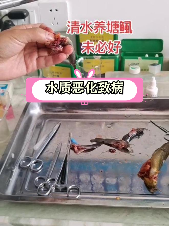 塘角鱼烂身爆头,根源在于水质问题