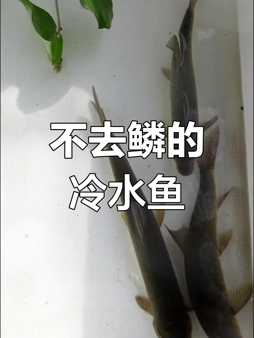雅鱼:天然石浆喂养,一年长半斤