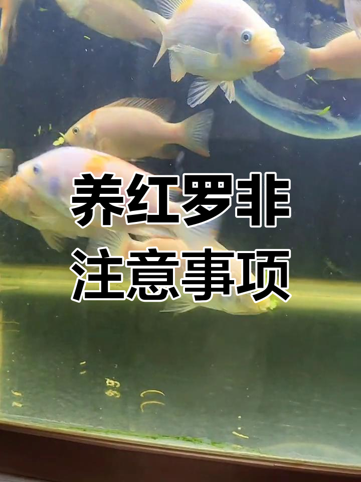 红罗非鱼苗养殖日记:喂食浮萍与水质管理