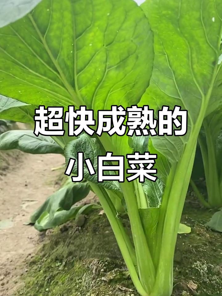 青梗小白菜,生长迅速,懒人必备!