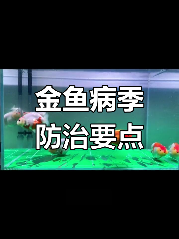 兰寿金鱼春秋病季预防与治疗