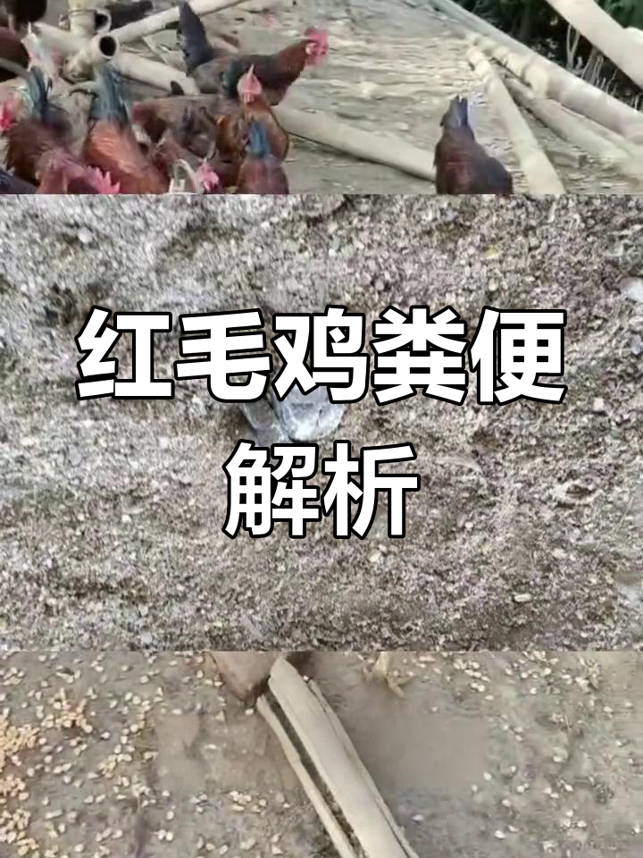 鸡粪便异常表现及原因