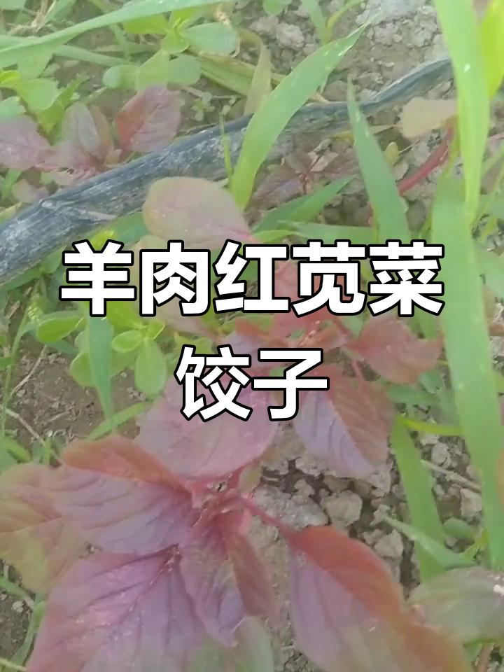 红苋菜马齿苋羊肉饺子做法