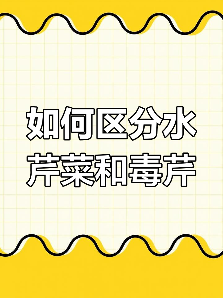 水芹菜与毒芹的辨别,教你如何安全食用