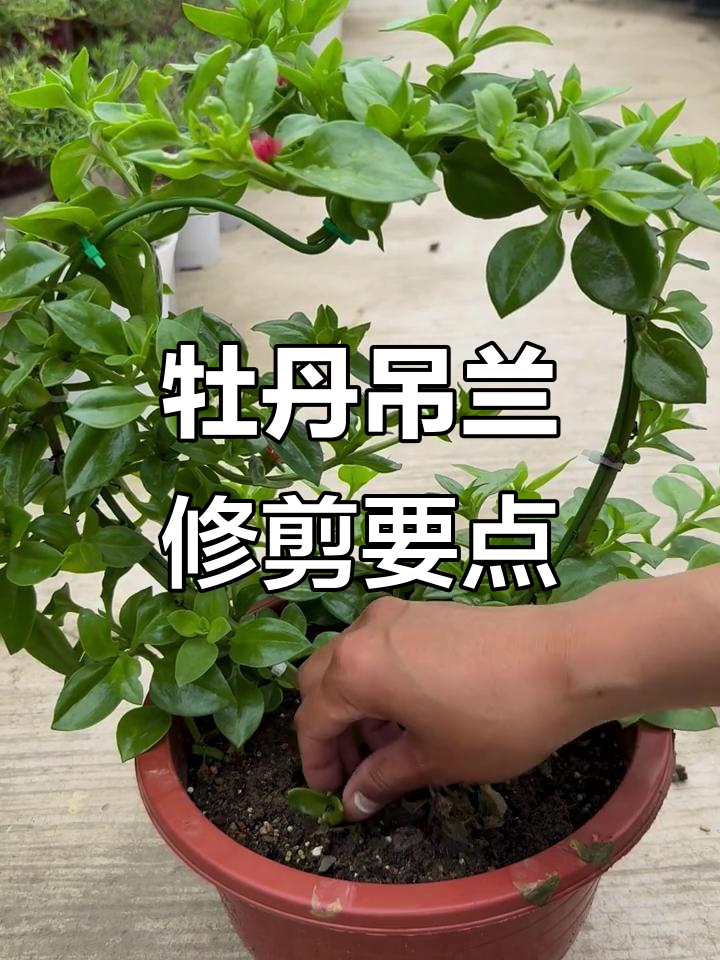 牡丹吊兰修剪技巧,雨水过多需注意