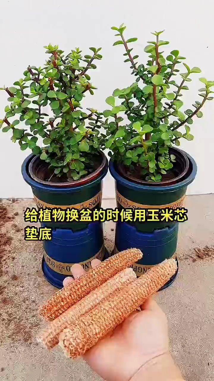用它垫在花盆底部,透水性好