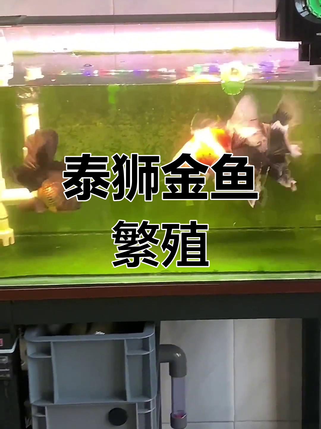 泰狮金鱼繁殖全攻略
