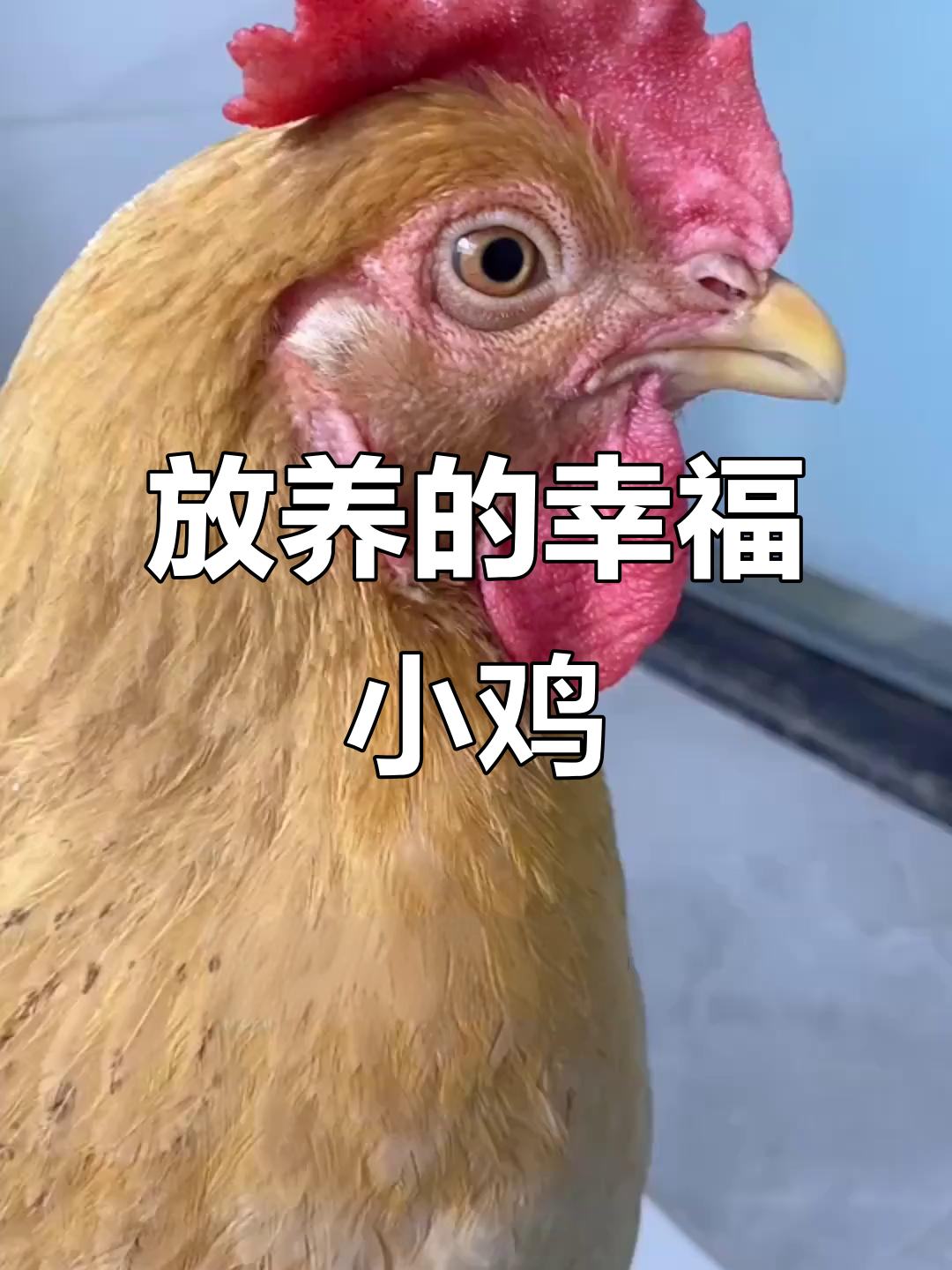 自由放养鸡的快乐生活,吃得好睡得香