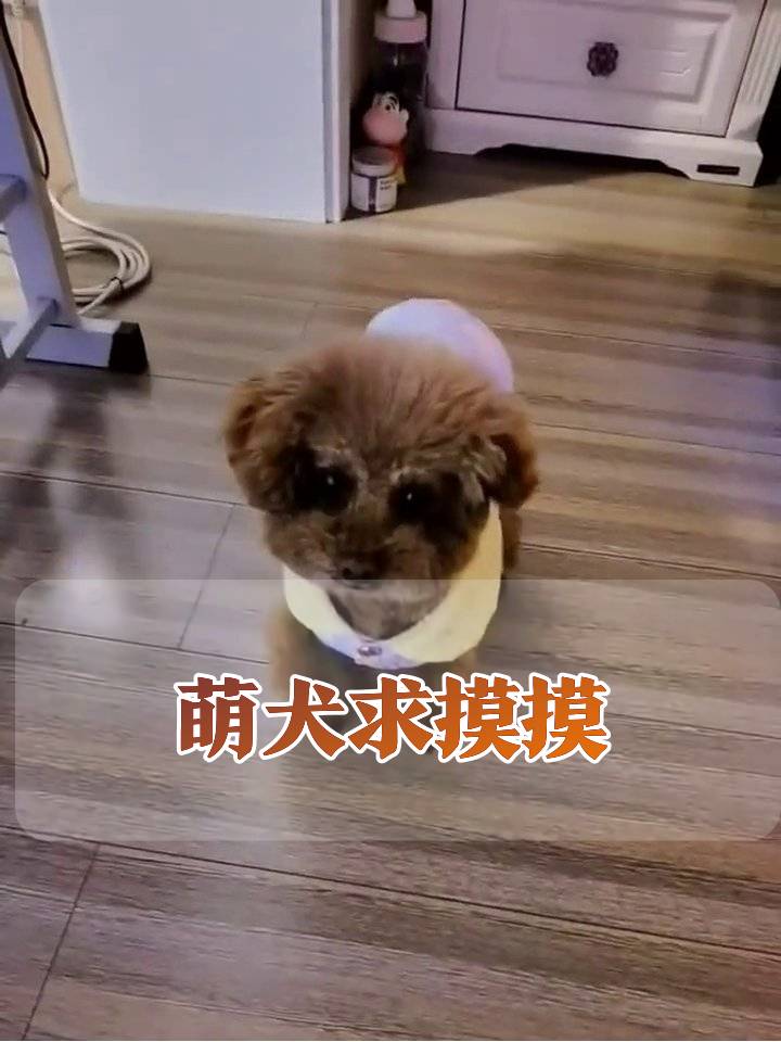 小狗穿卡通衣撒娇求摸摸,萌到心化