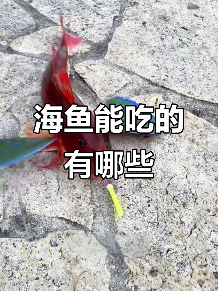 这些海鱼能吃吗？从鲨鱼到刺豚，了解它们的食用性