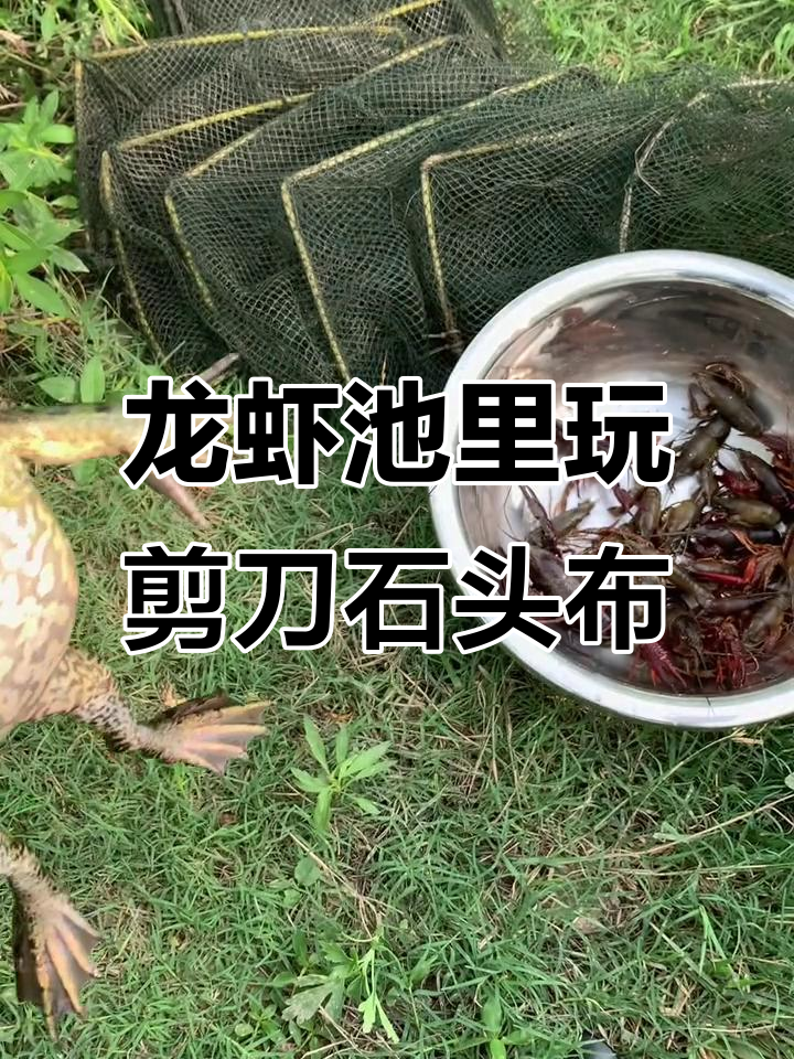 鱼塘抓龙虾遇牛蛙挑战剪刀石头布,结果笑翻了