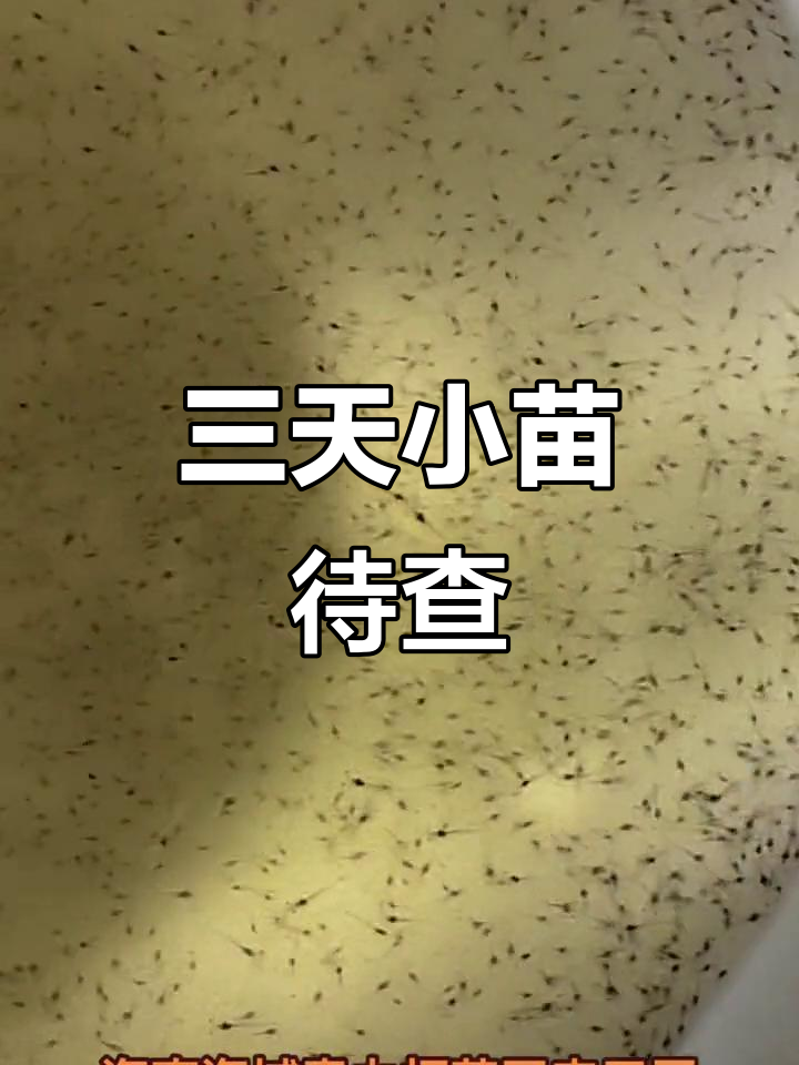 海南泰力虾苗三天,明天接受初检!