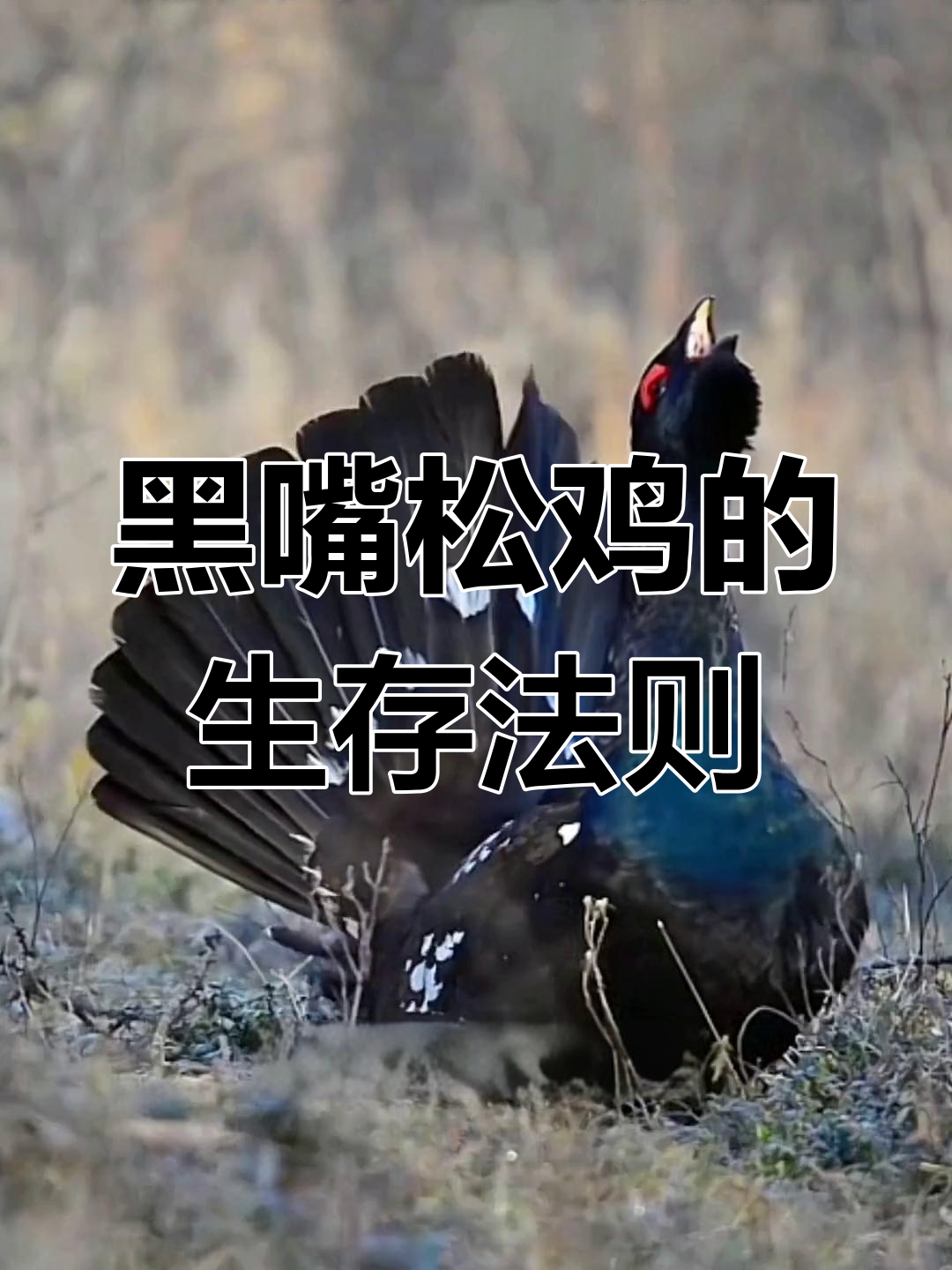 大兴安岭冬季的黑嘴松鸡:警惕与团队合作