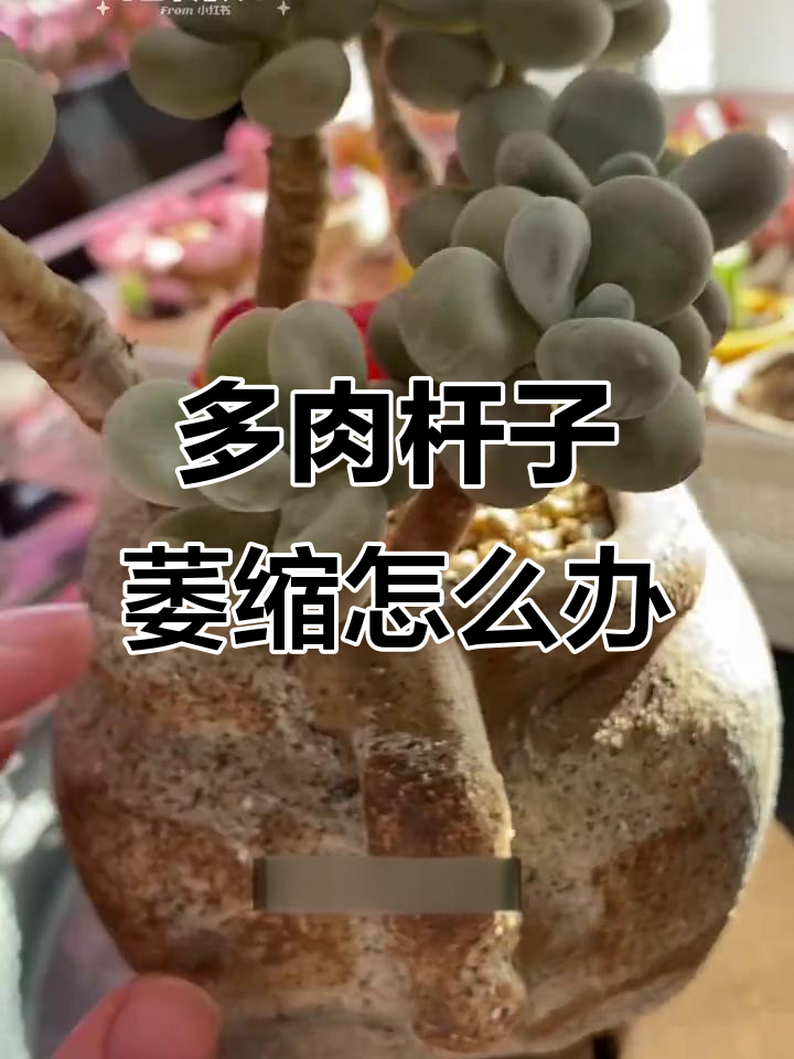 老桩多肉杆子萎缩,如何判断并解决?