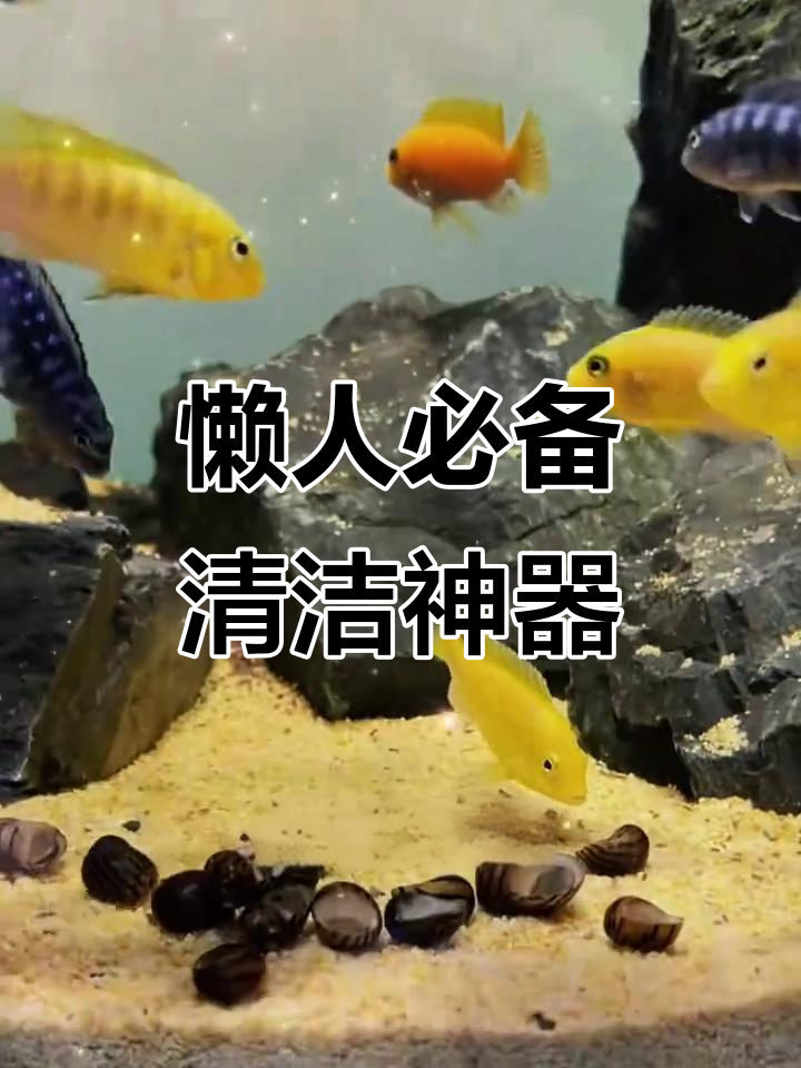 懒得清理鱼缸?试试斑马螺,除藻又美观!