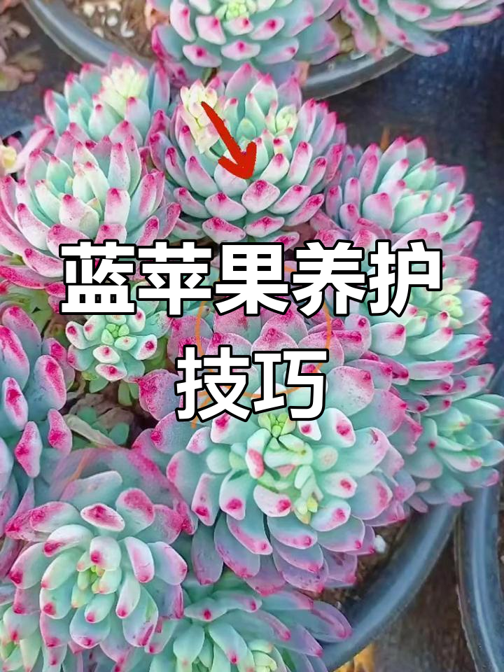 蓝苹果多肉:群生与状态之美