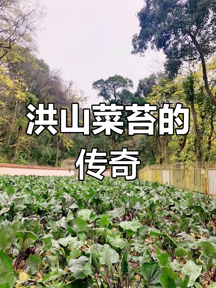 洪山菜苔,乾隆御用珍品,钟声相伴才显正宗
