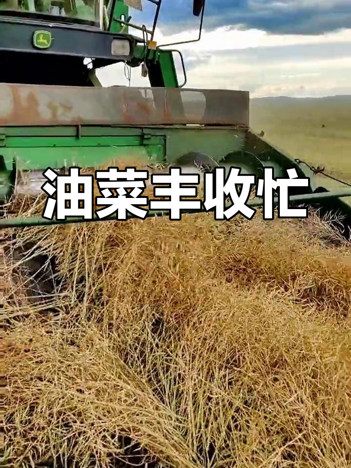 呼伦贝尔边境,收割机忙碌收获油菜籽
