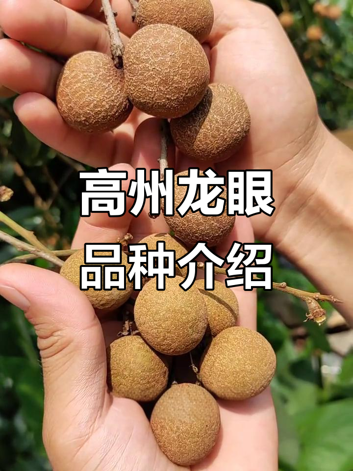 广东高州龙眼品种大揭秘:石峡、基胜皮与储粮龙的独特魅力