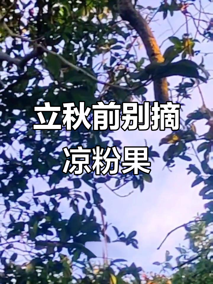 纯天然凉粉果已长出,立秋后才能采摘