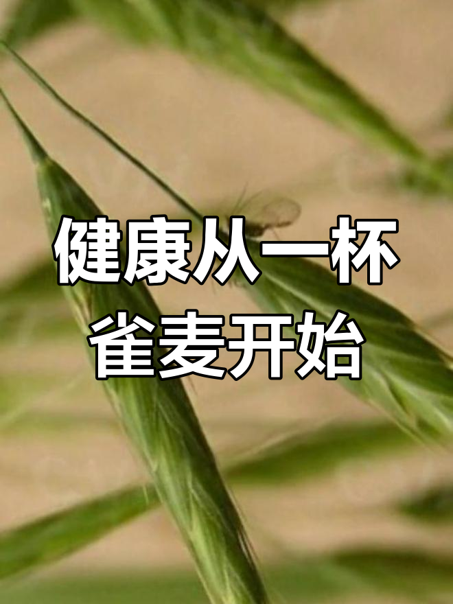 野燕麦的养生功效与食用方法