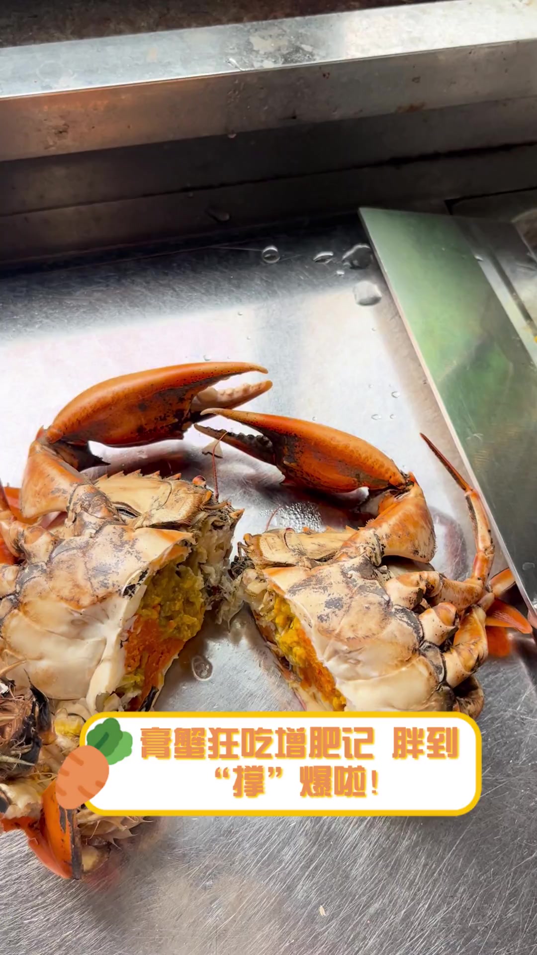 膏蟹狂吃增肥记,胖到“撑”爆啦!