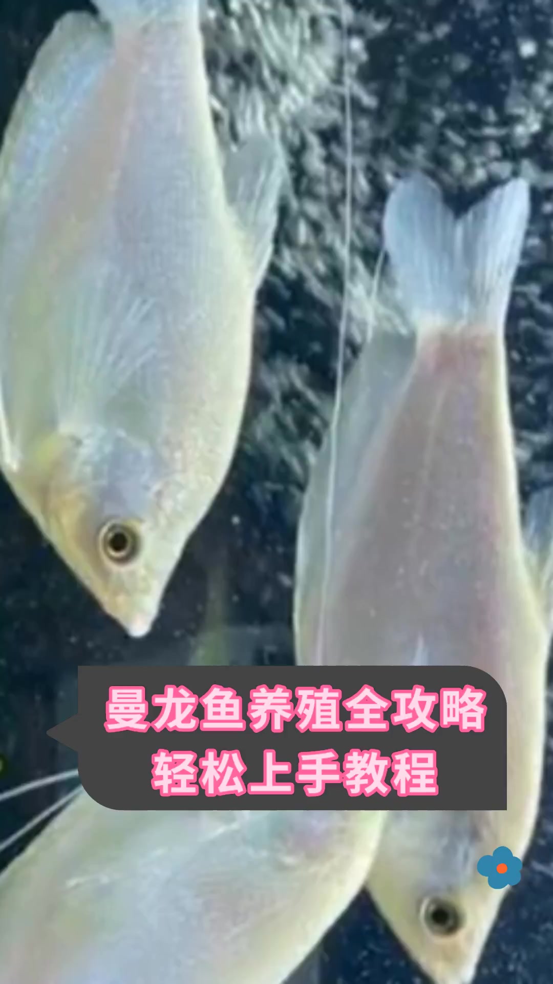 曼龙鱼养殖全攻略,轻松上手教程