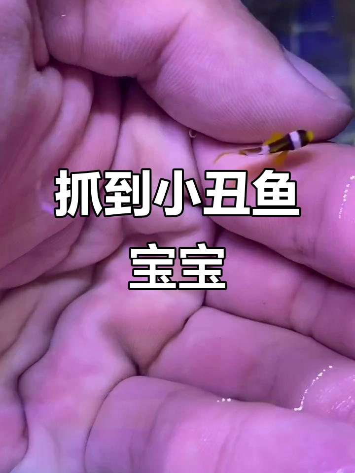 小丑鱼宝宝太可爱,被抓后依然乐观!