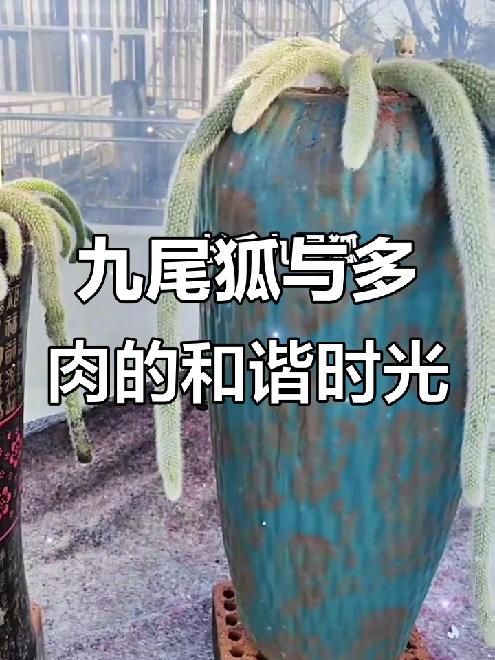 九尾狐听经典老歌,多肉植物陪伴左右