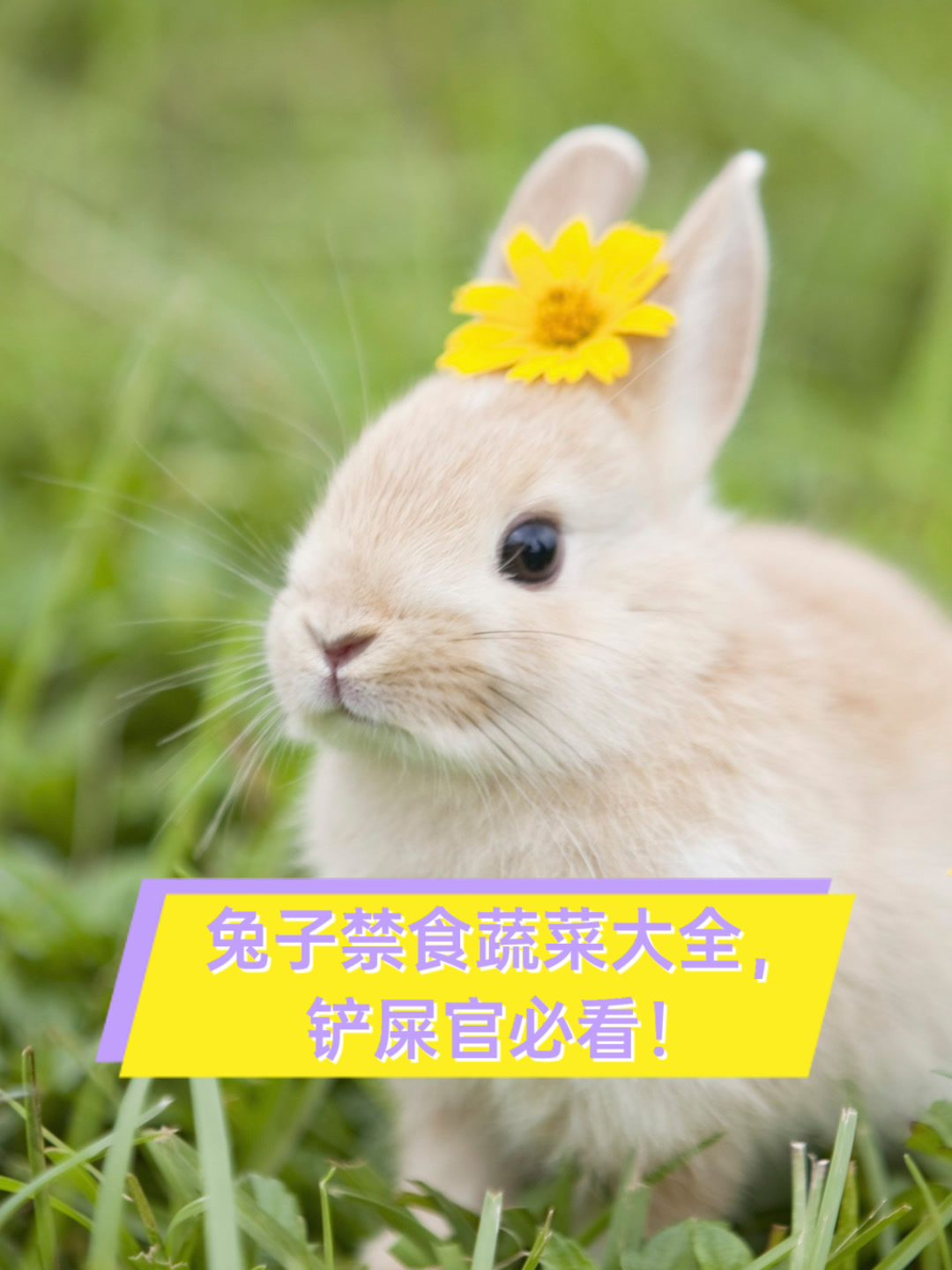 兔子禁食蔬菜大全,铲屎官必看!