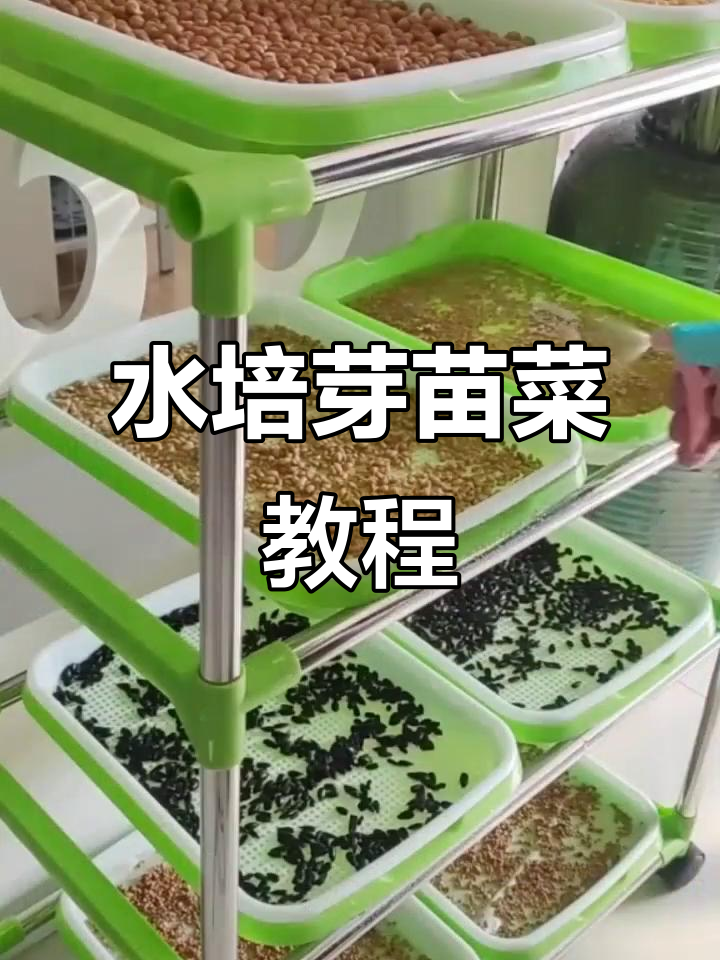 无土栽培,轻松在家种芽苗菜,绿色健康又美味