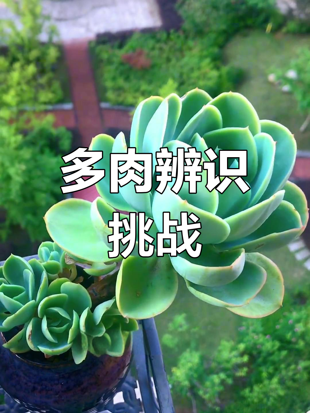 每天认识一种多肉,骑兵与碧桃傻傻分不清,但超好养!