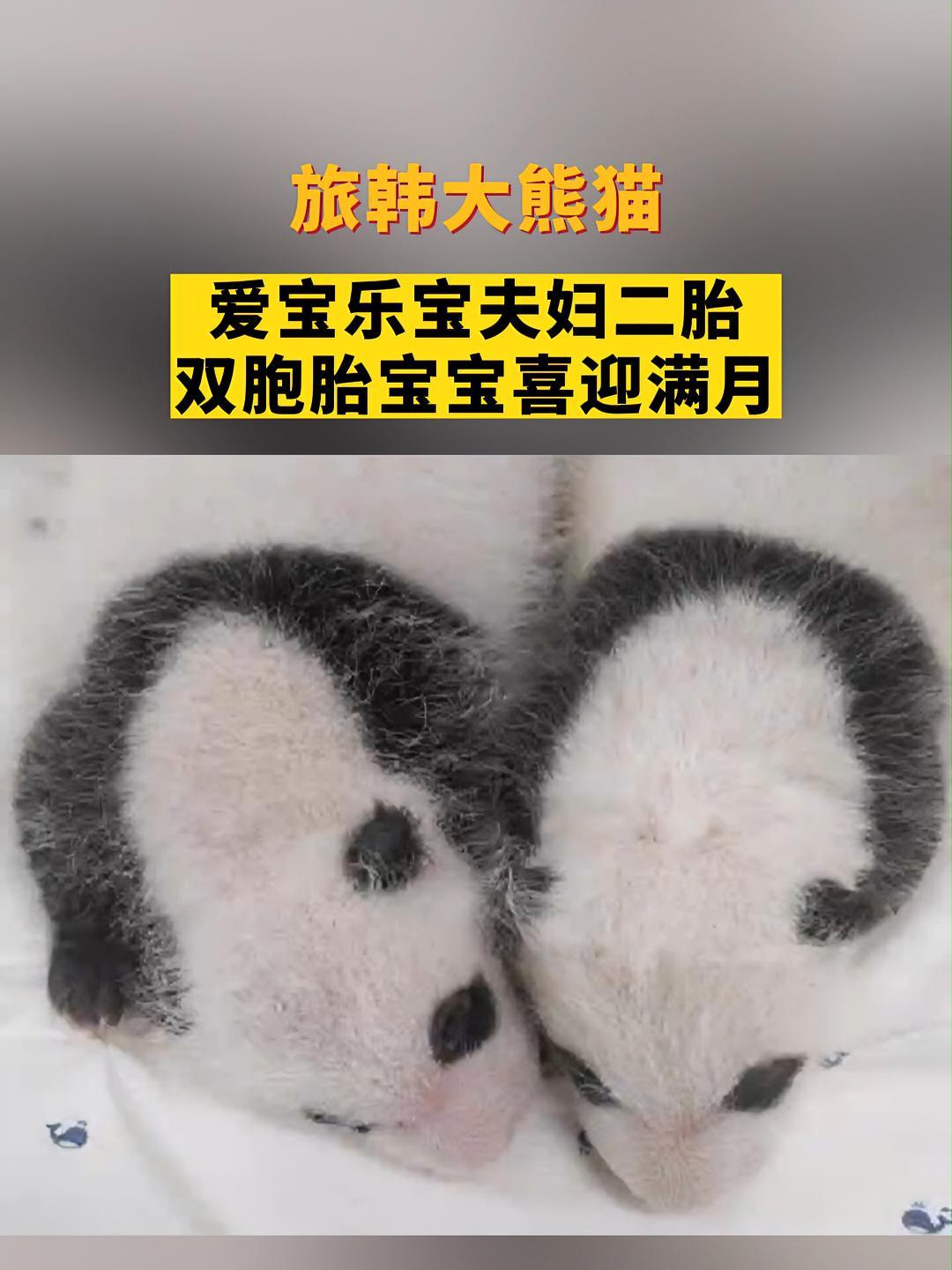 旅韩大熊猫爱宝乐宝夫妇二胎双胞胎宝宝喜迎满月