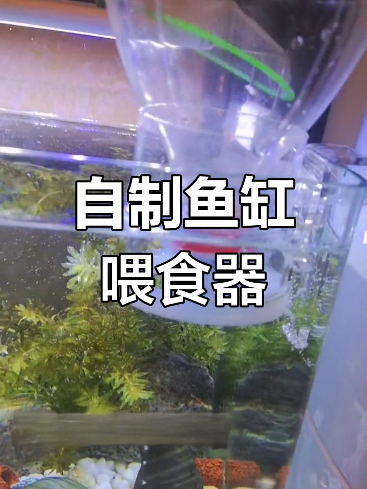 轻松解决出门喂鱼难题,自制喂食器教程