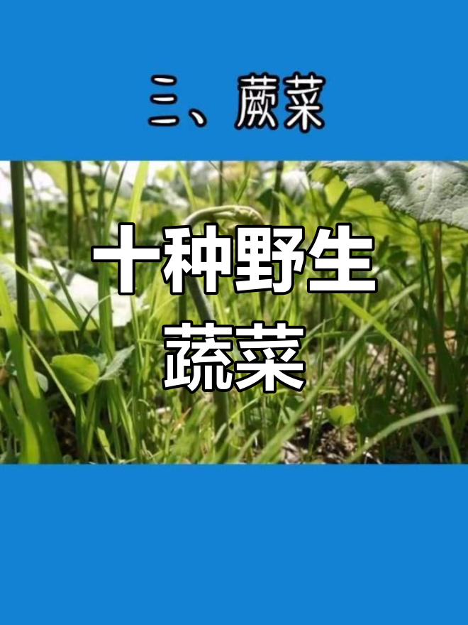 农村常见十大野菜,吃过算你厉害