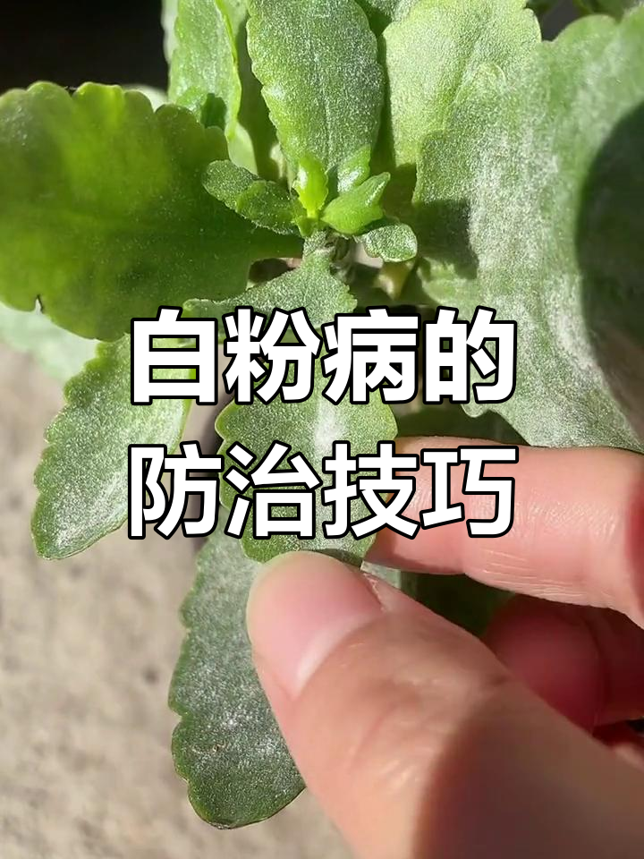 长寿花得白粉病?通风不好惹的祸,试试这些方法解决