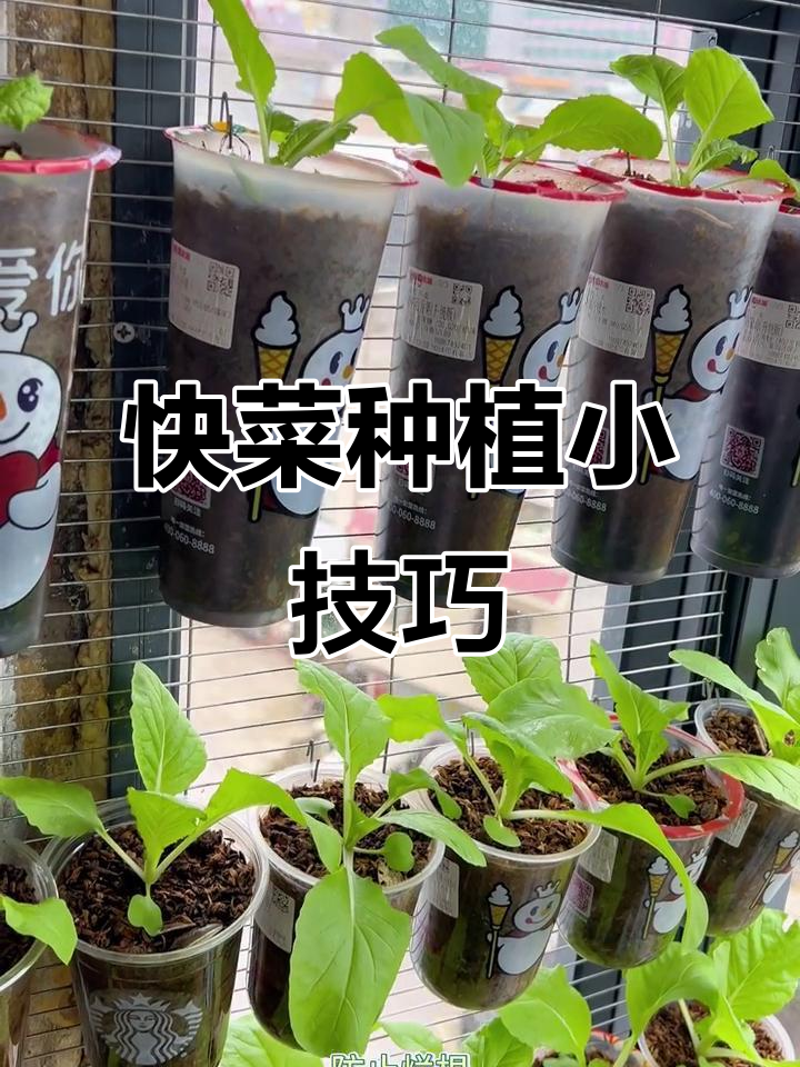 小白菜快速生长,奶茶杯也能种菜!