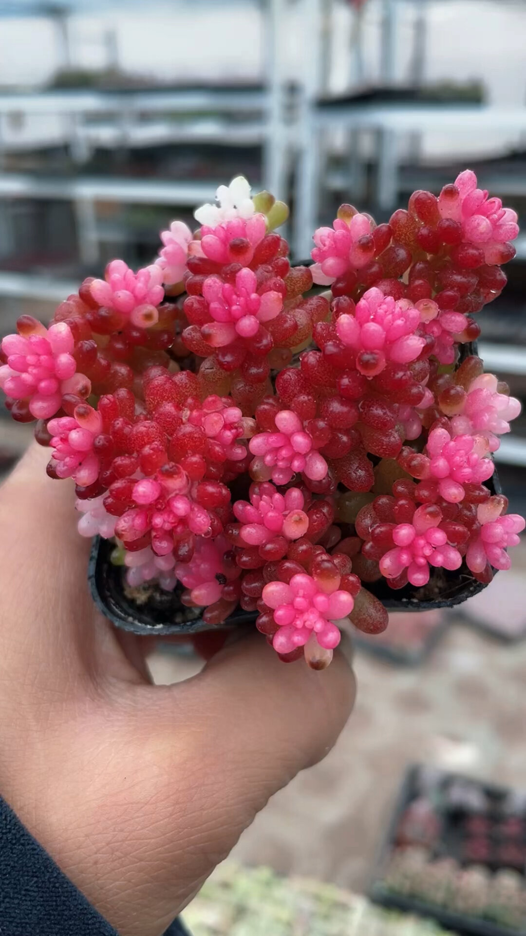 漂亮的浆果锦多肉,如昙花一现,惊艳你眼