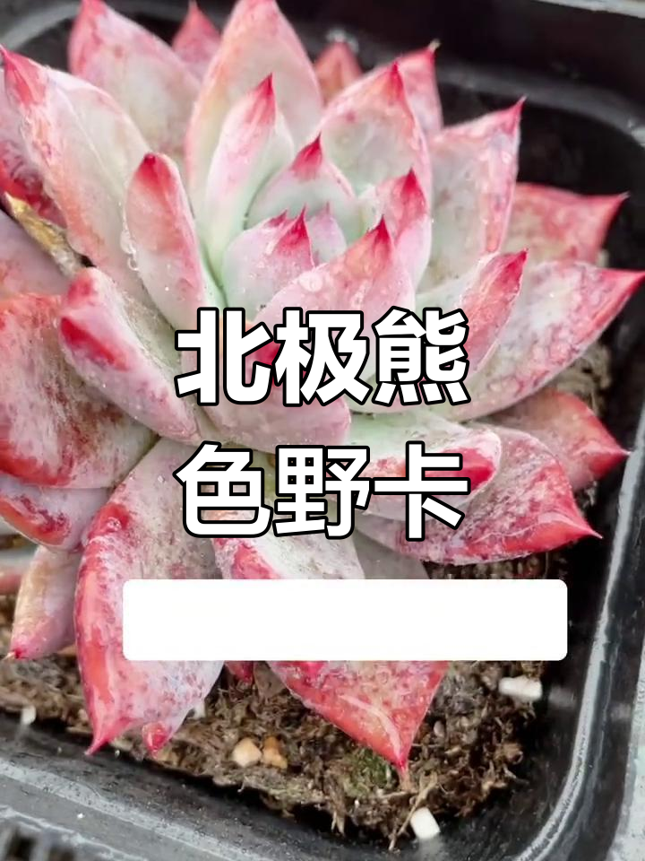 北极熊般的美丽,野卡多肉植物等你来了解