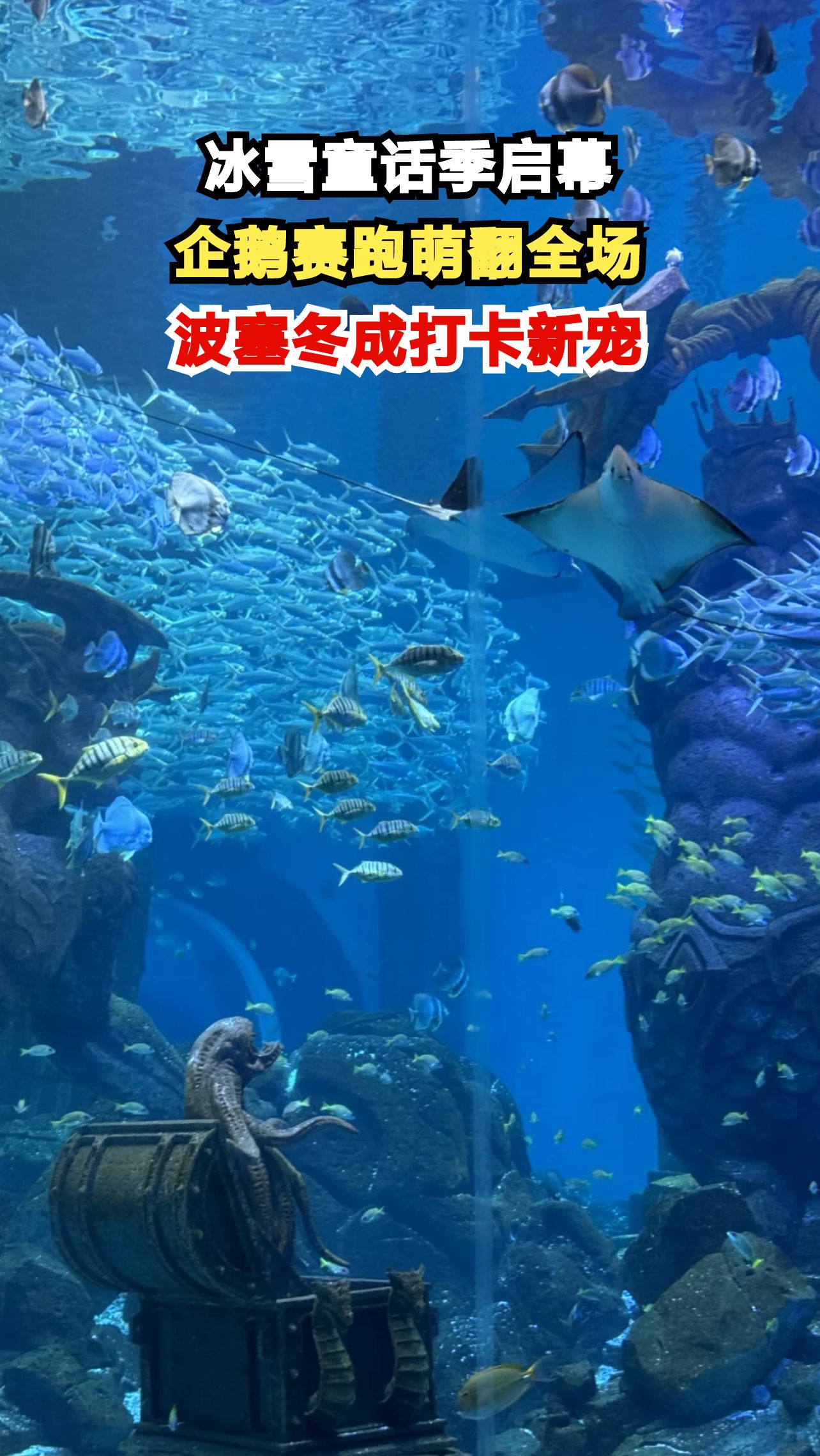 哈尔滨波塞冬企鹅赛跑现场，萌态企鹅引爆冬日欢乐