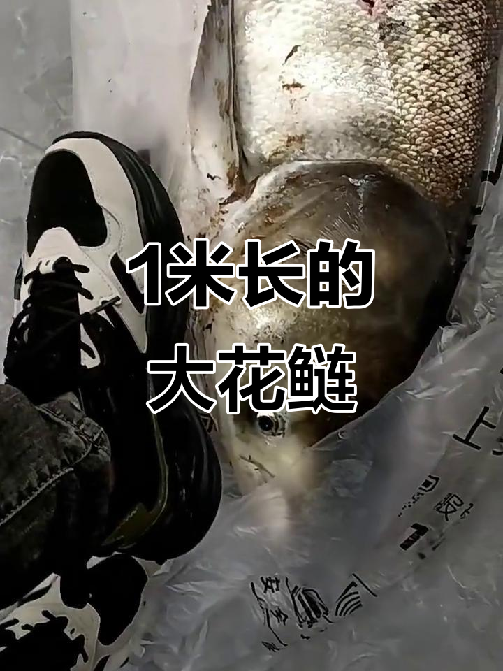 罕见大花鲢,40斤重需7年成长