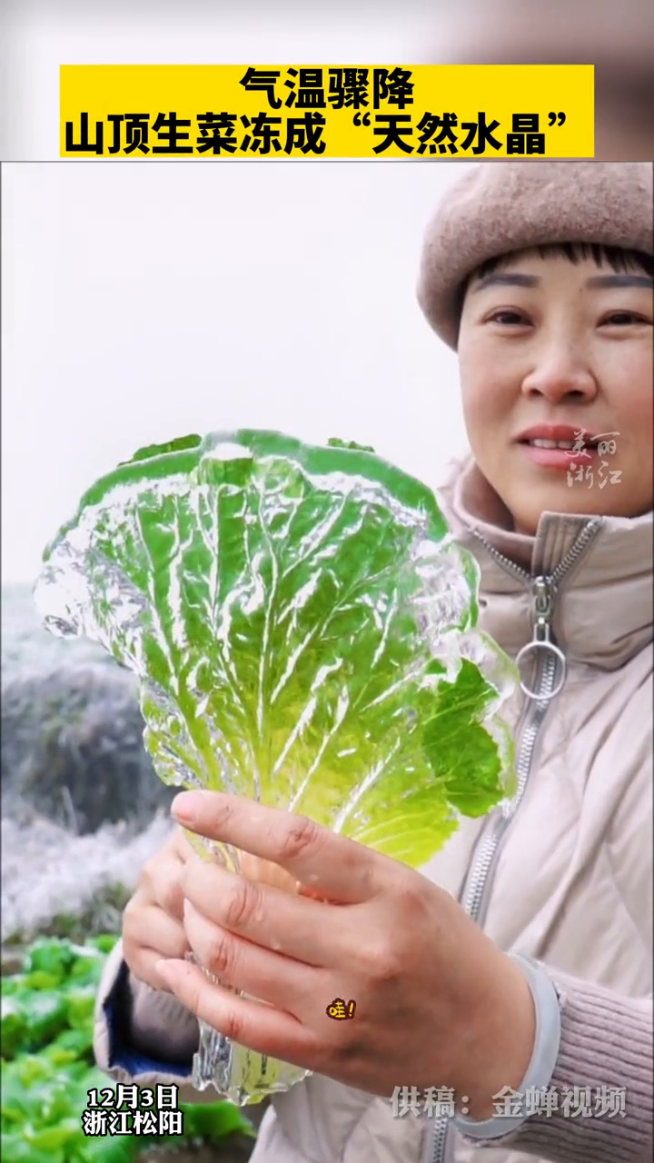 气温骤降,山顶生菜冻成“天然水晶”。网友:最后太真实了